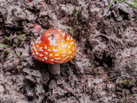 Beautiful mushroom growing in the grass