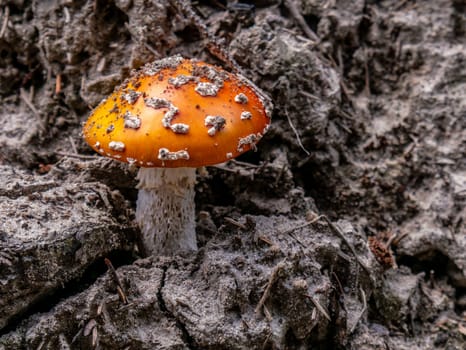 Beautiful mushroom growing in the grass