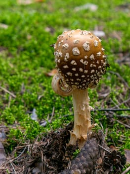 Beautiful mushroom growing in the grass