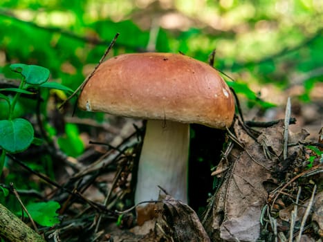 Beautiful mushroom growing in the grass