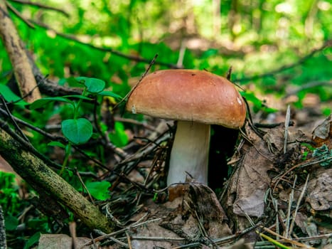 Beautiful mushroom growing in the grass