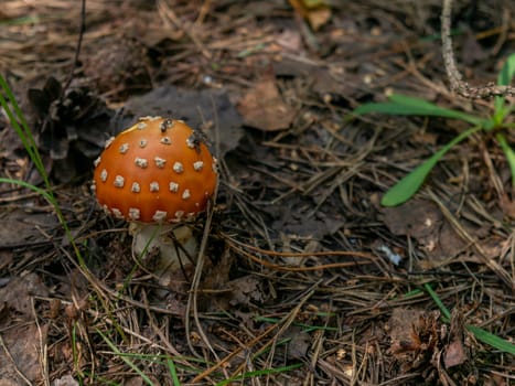 Beautiful mushroom growing in the grass