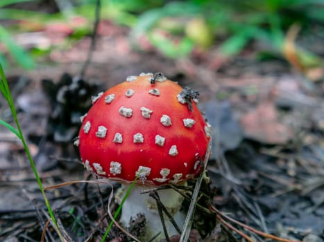 Beautiful mushroom growing in the grass