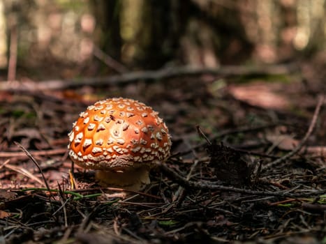 Beautiful mushroom growing in the grass