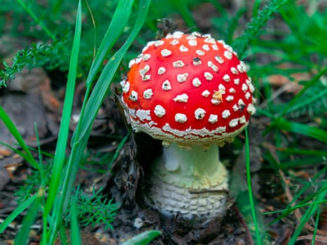 Beautiful mushroom growing in the grass