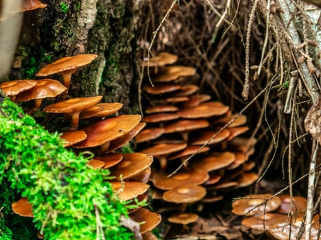 Beautiful mushroom growing in the grass