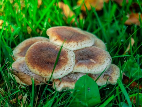 Beautiful mushroom growing in the grass