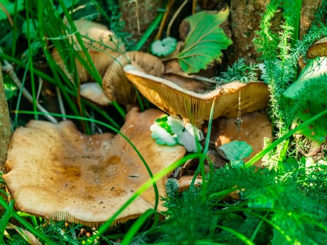 Beautiful mushroom growing in the grass