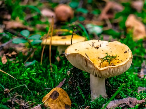 Beautiful mushroom growing in the grass