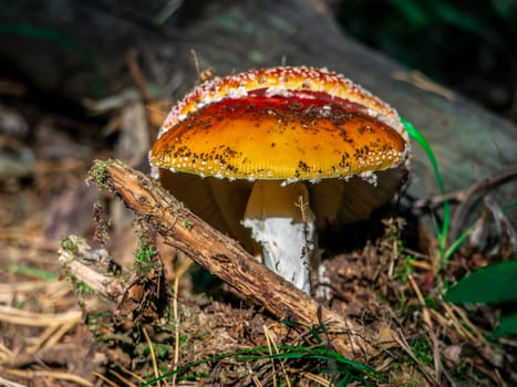 Beautiful mushroom growing in the grass