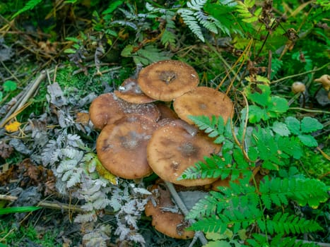 Beautiful mushroom growing in the grass