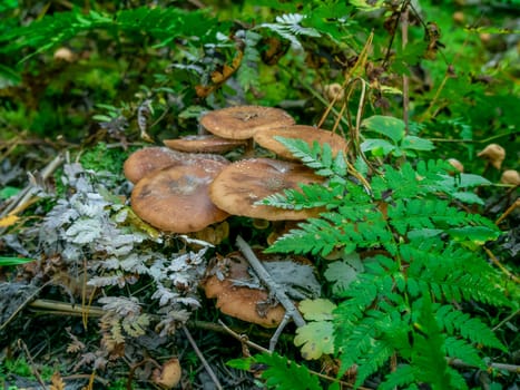 Beautiful mushroom growing in the grass