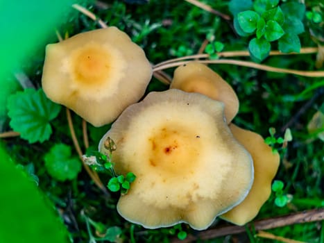 Beautiful mushroom growing in the grass