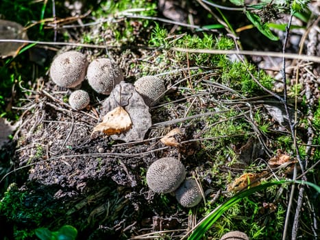 Beautiful mushroom growing in the grass