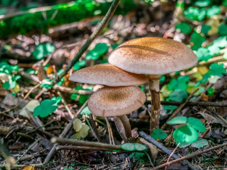 Beautiful mushroom growing in the grass