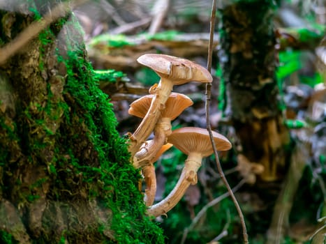 Beautiful mushroom growing in the grass