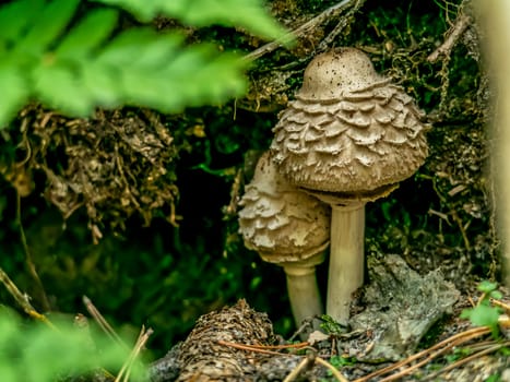 Beautiful mushroom growing in the grass