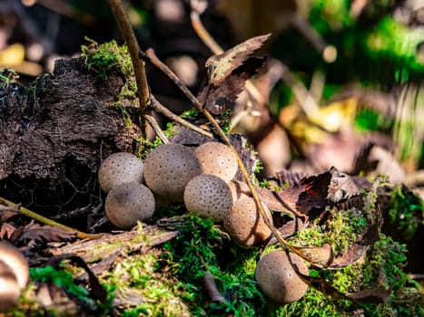 Beautiful mushroom growing in the grass