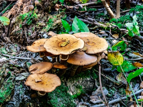 Beautiful mushroom growing in the grass