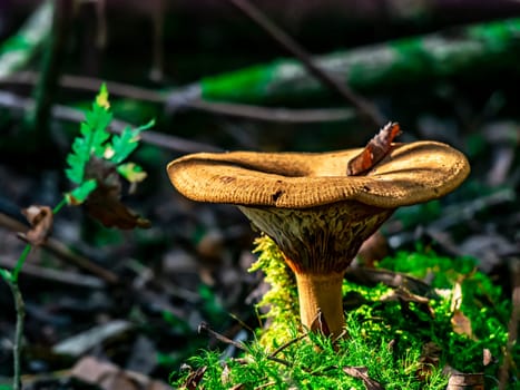 Beautiful mushroom growing in the grass