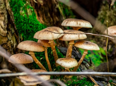 Beautiful mushroom growing in the grass