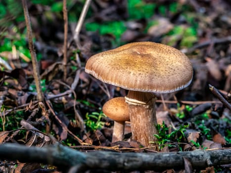 Beautiful mushroom growing in the grass