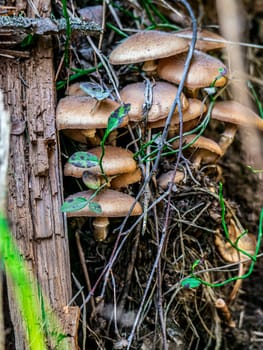 Beautiful mushroom growing in the grass