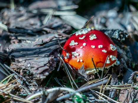 Beautiful mushroom hog growing in the grass