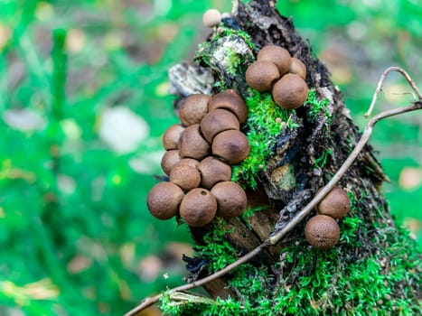 Beautiful mushroom hog growing in the grass