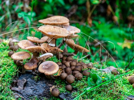 Beautiful mushroom hog growing in the grass