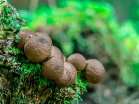 Beautiful mushroom hog growing in the grass