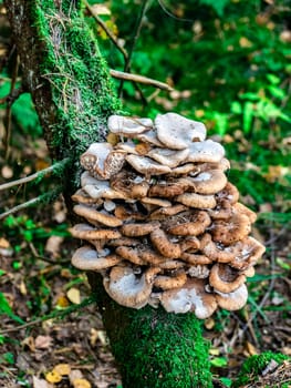 Beautiful mushroom hog growing in the grass