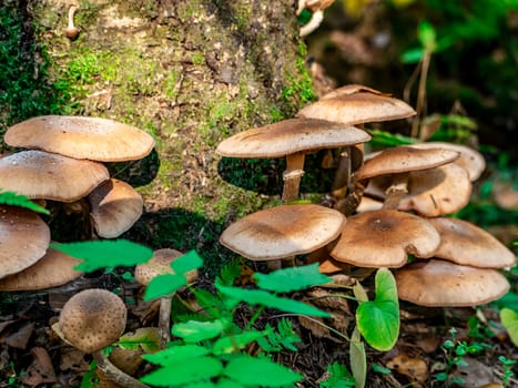 Beautiful mushroom hog growing in the grass