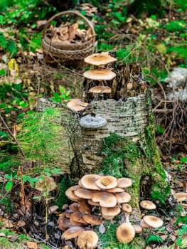 Beautiful mushroom hog growing in the grass