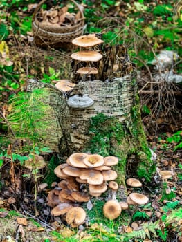 Beautiful mushroom hog growing in the grass