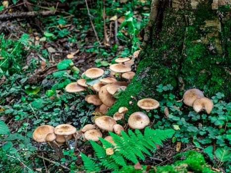 Beautiful mushroom hog growing in the grass