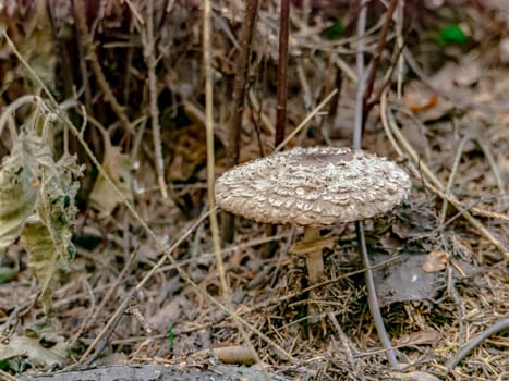 Beautiful mushroom hog growing in the grass