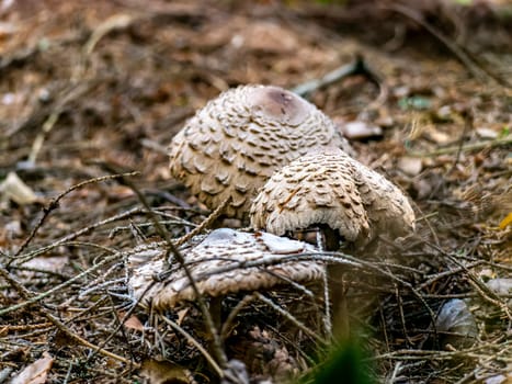 Beautiful mushroom hog growing in the grass