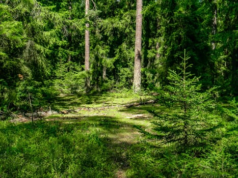 Beautiful landscape of coniferous forest