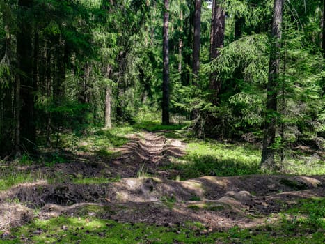 Beautiful landscape of coniferous forest