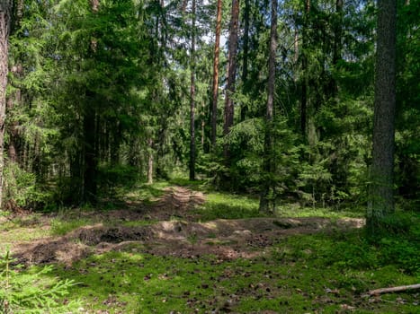 Beautiful landscape of coniferous forest