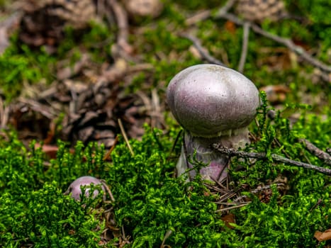 Beautiful mushroom hog growing in the grass