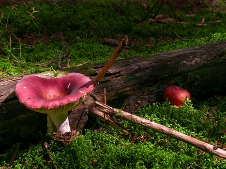 Beautiful mushroom hog growing in the grass