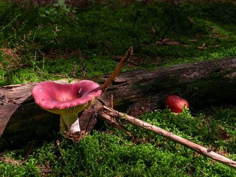 Beautiful mushroom hog growing in the grass