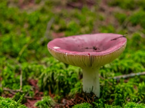Beautiful mushroom hog growing in the grass