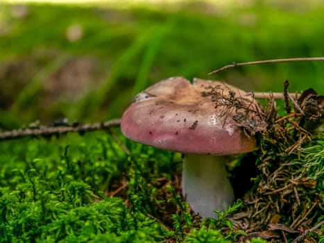 Beautiful mushroom hog growing in the grass