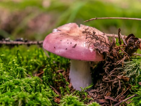 Beautiful mushroom hog growing in the grass