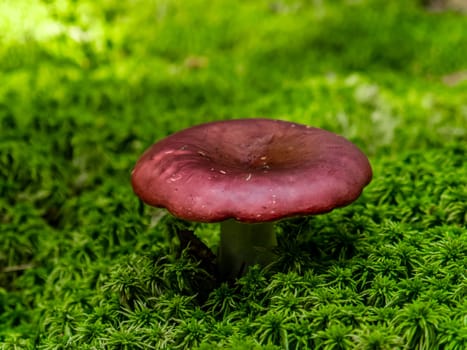 Beautiful mushroom hog growing in the grass