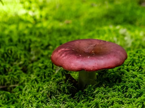 Beautiful mushroom hog growing in the grass