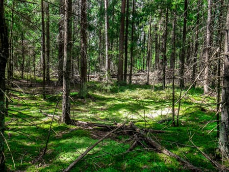 Beautiful landscape of coniferous forest